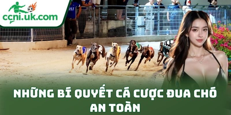 Những bí quyết cá cược đua chó an toàn